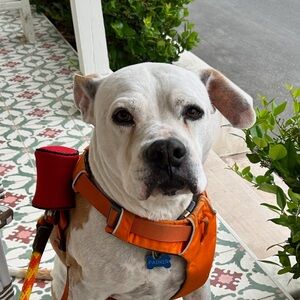 American Eagle Outfitters Shorts size 4